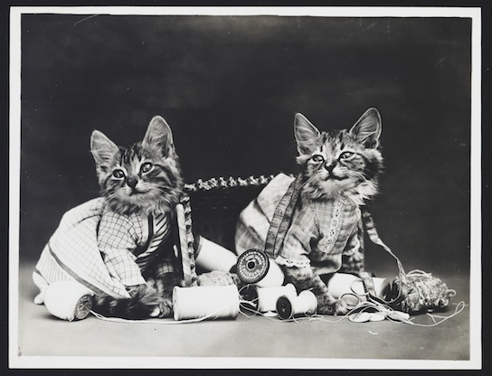 While these cats in this 1915 Henry Whittier Frees may feel superior to you, it's probably because they're cats, not because they're sewing. 